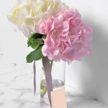 White & Pink Hydrangea in Vase